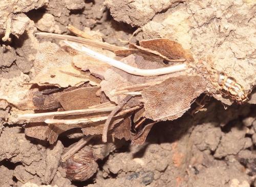 Réf. 277 920 : Canephora hirsuta